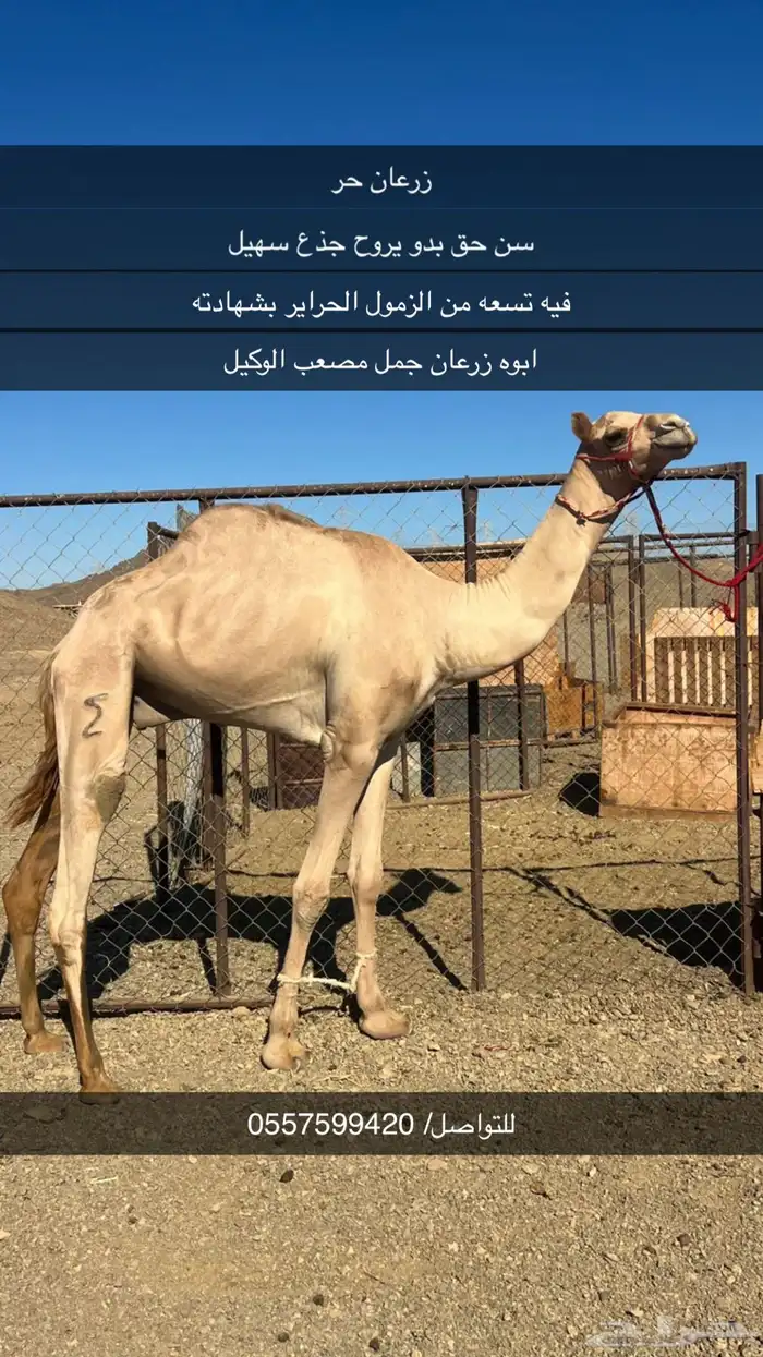 قعود زرعان حر 0