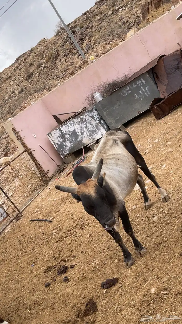 بقر للبيع 2