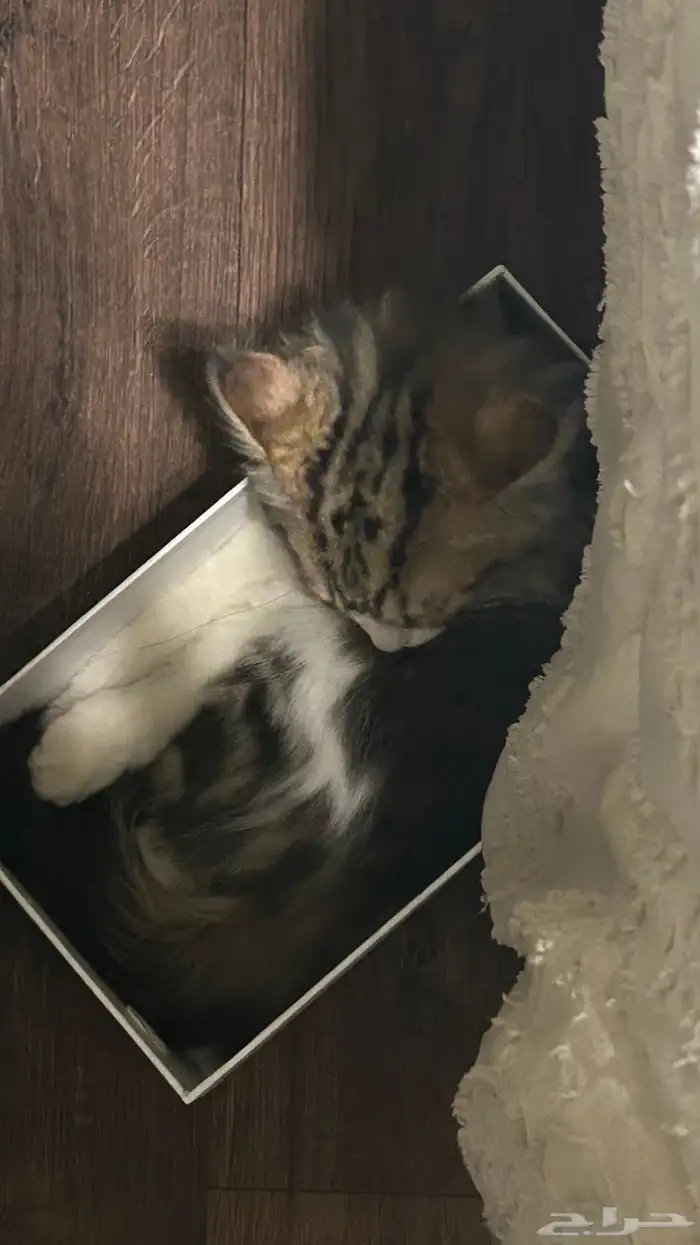 قط شيرازي 1