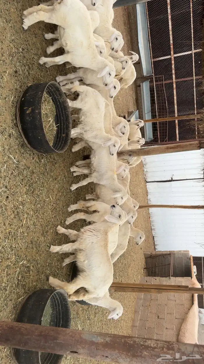بهم تربيه 4