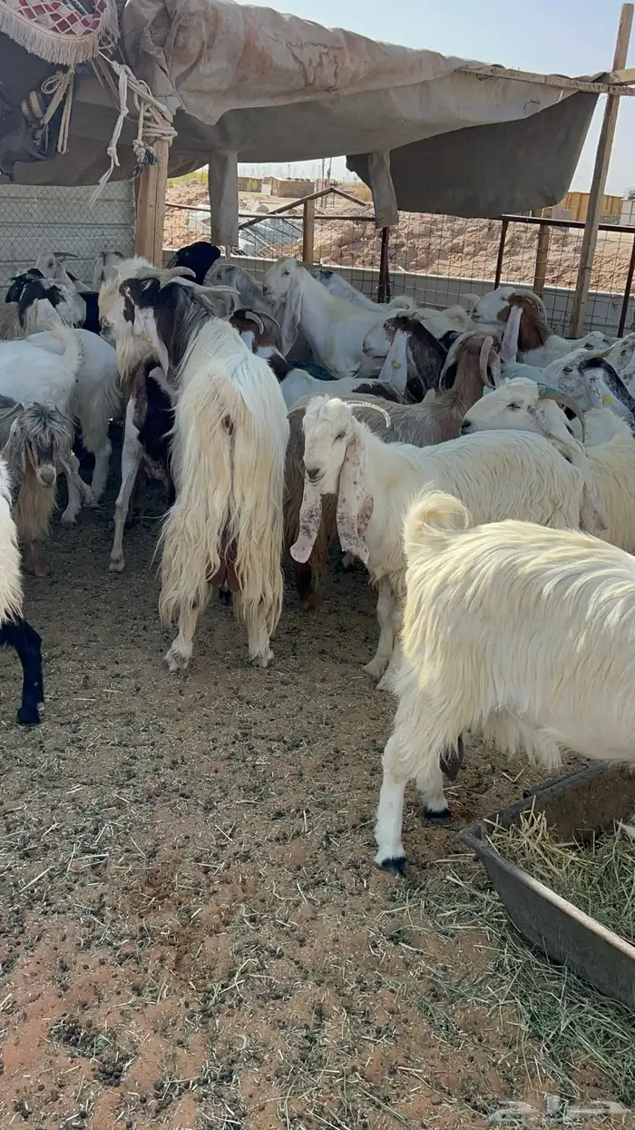 معزا مراح مشاريك دفيع 8