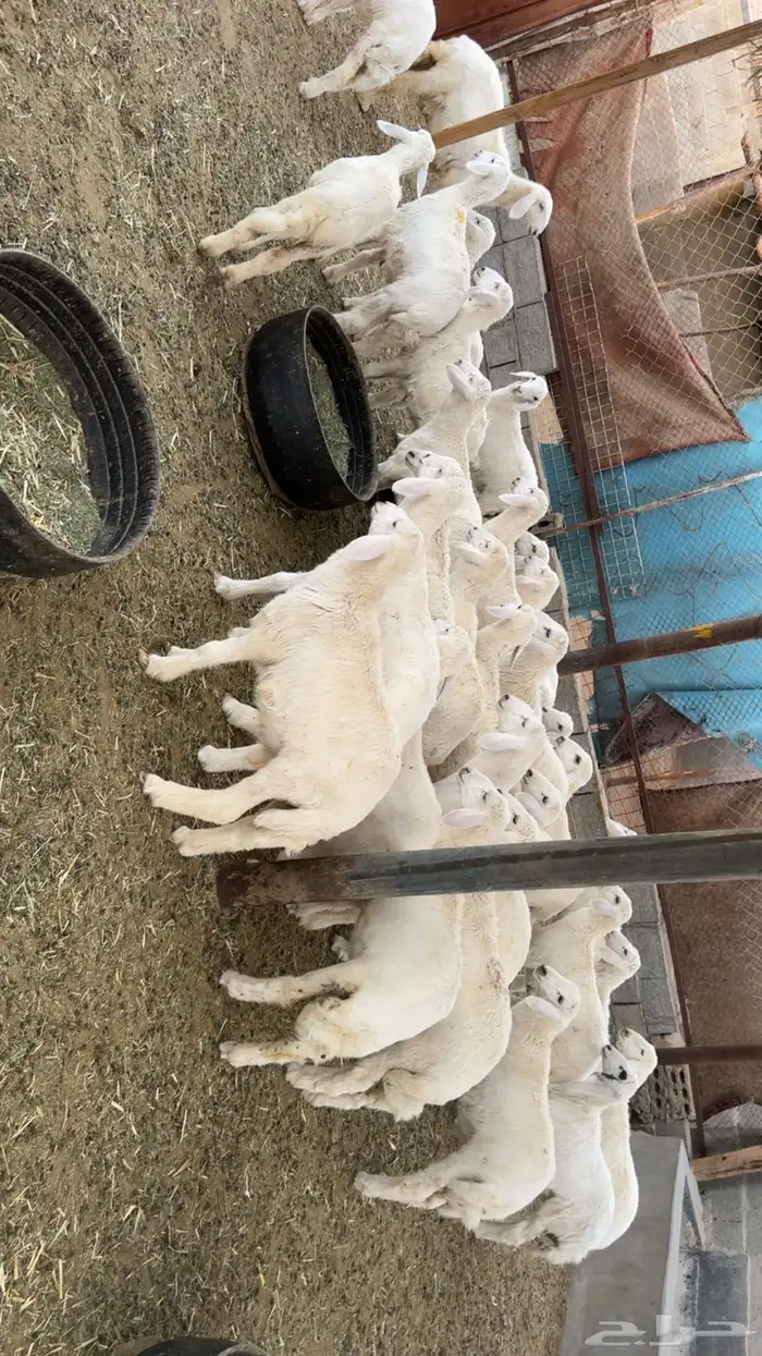 بهم تربيه 5