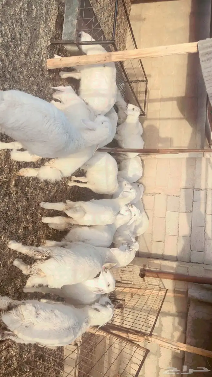 رخال حريه 2