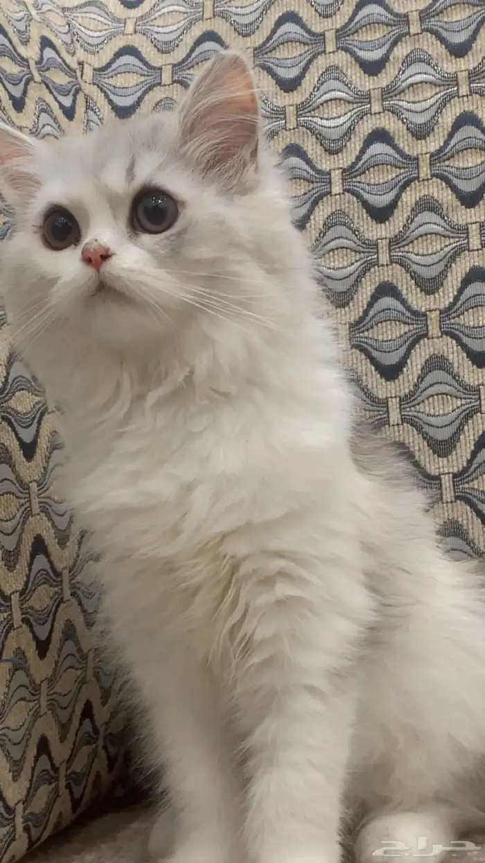 قطه صغيره 0