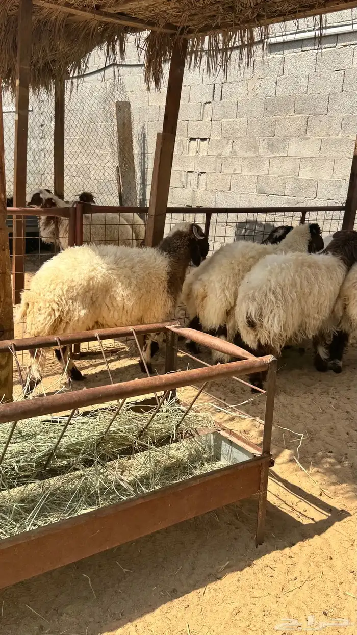 ذبايح للبيع 8
