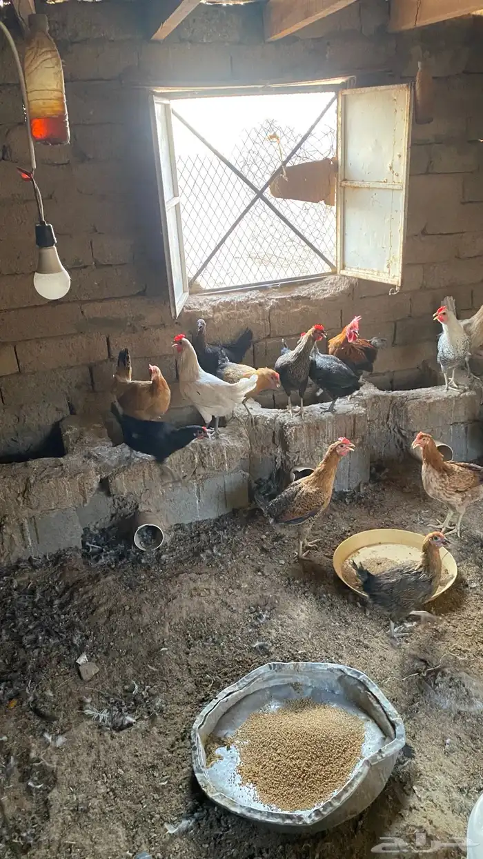 دجاج بلدي 6