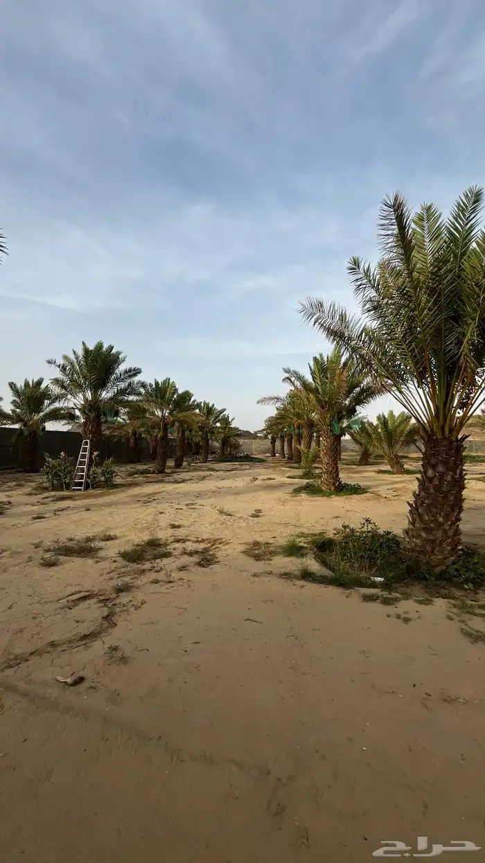 نخل صفري للبيع 5