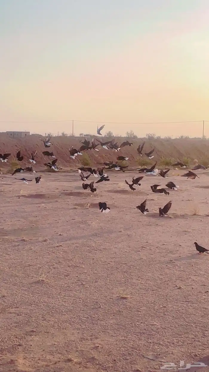 حمام قطايف للبيع عشه كامله 0