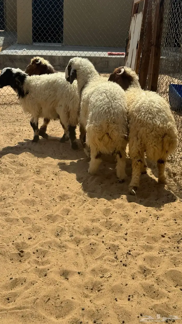 ذبايح للبيع 10