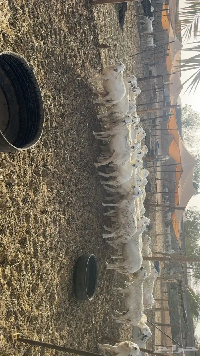 حريات حصيب ودفيع فحص سونار 0