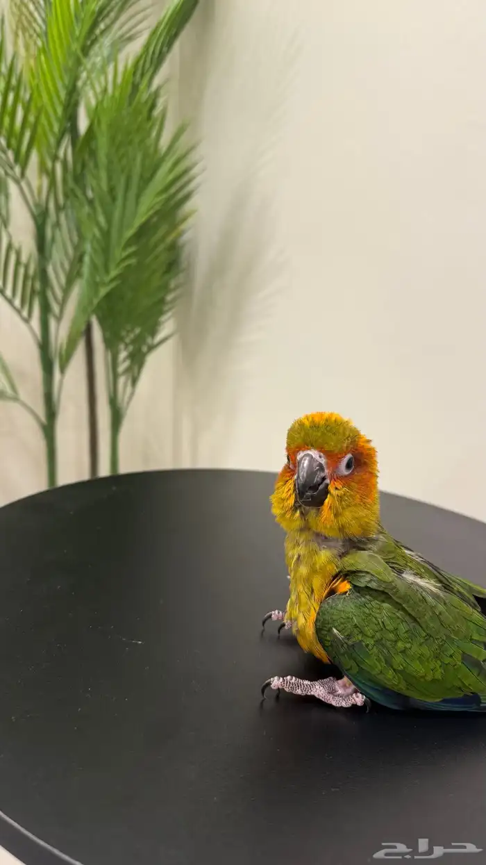 فرخ صن كنيور هدد للبيع 3