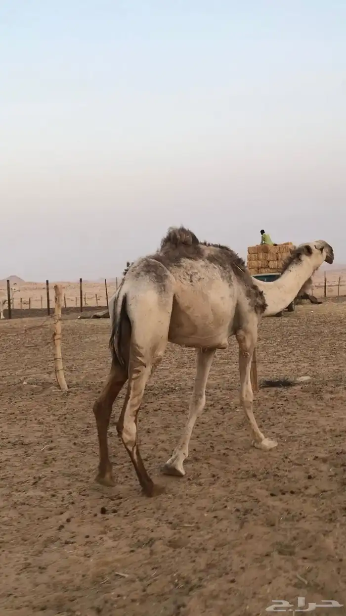 للبيع  قعود مخصي 3