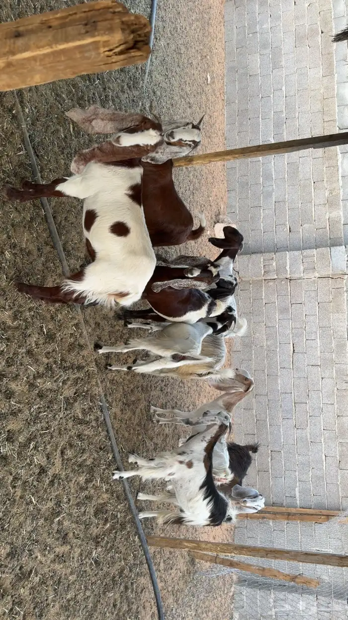 جفرات مشاريك 1