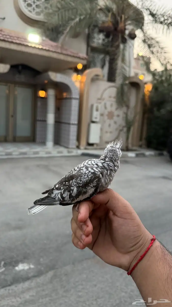 فرخ كروان فراشه (تم البيع) 2