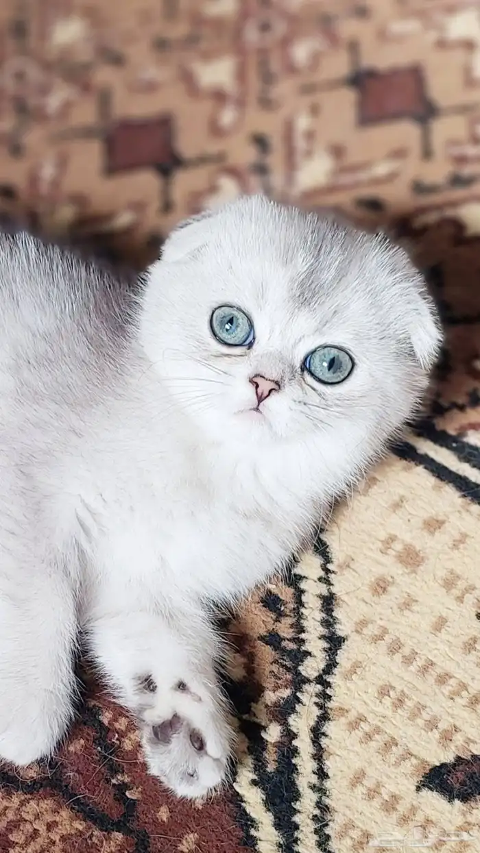 كيتين سكوتس 2