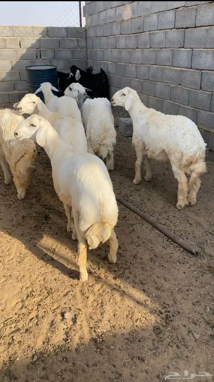 طليان حري ذبايح كفو 2