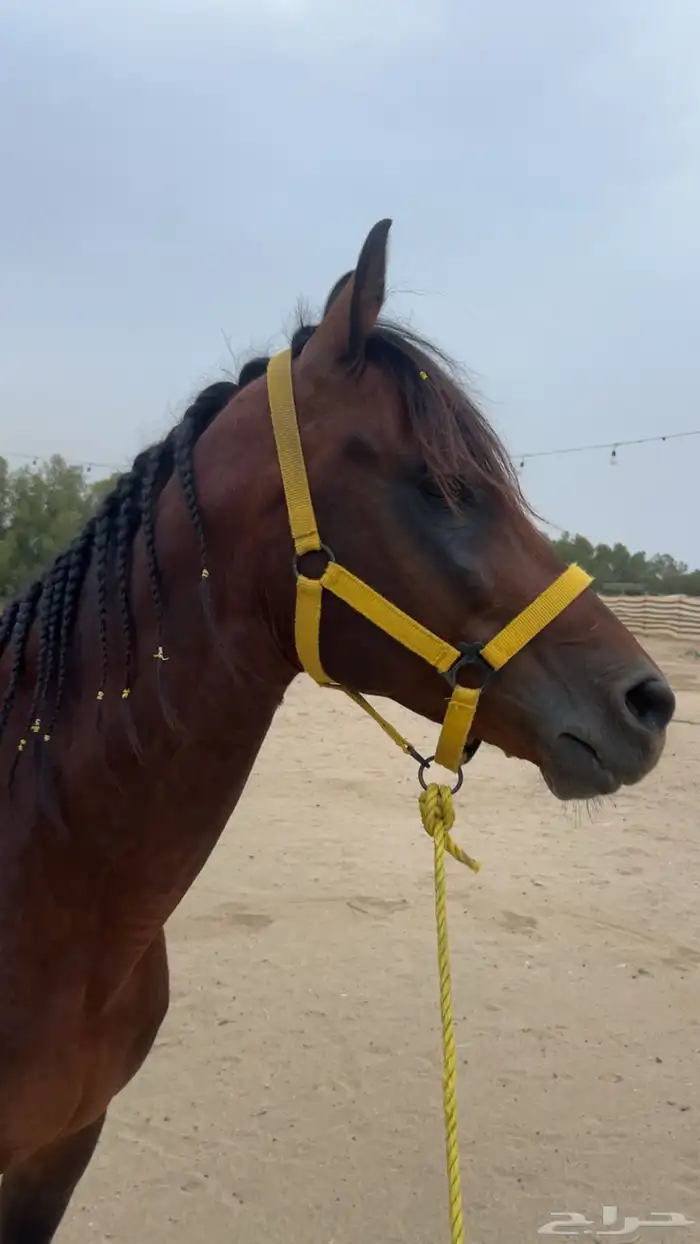 مربط الإعجاب للخيل العربية الأصيلة 1