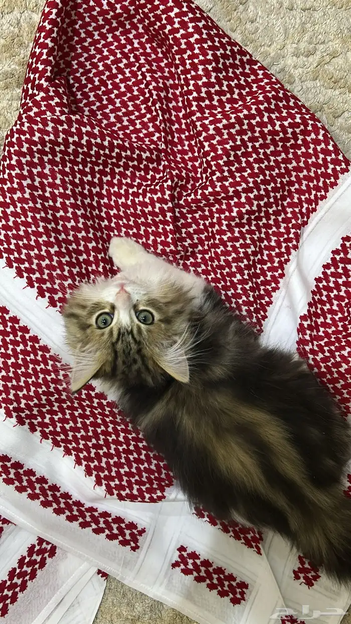 قط شيرازي 2