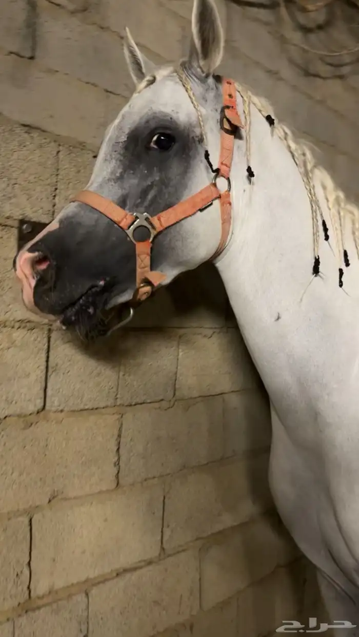خيل عربي للبيع 1
