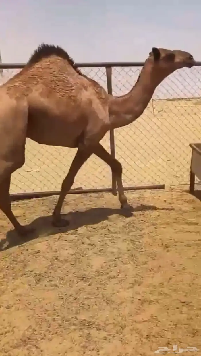قعدان للبيع كفو بلديه شرط التواصل اتصال 0