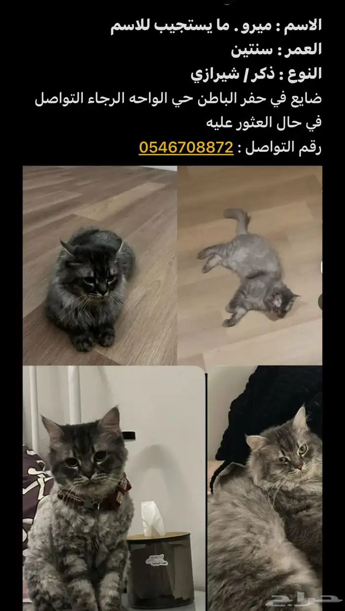قط مفقود ضايع 0