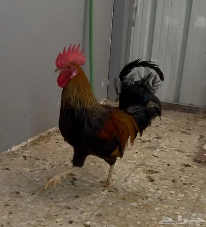 ديك عربي عمر 7 اشهر 1