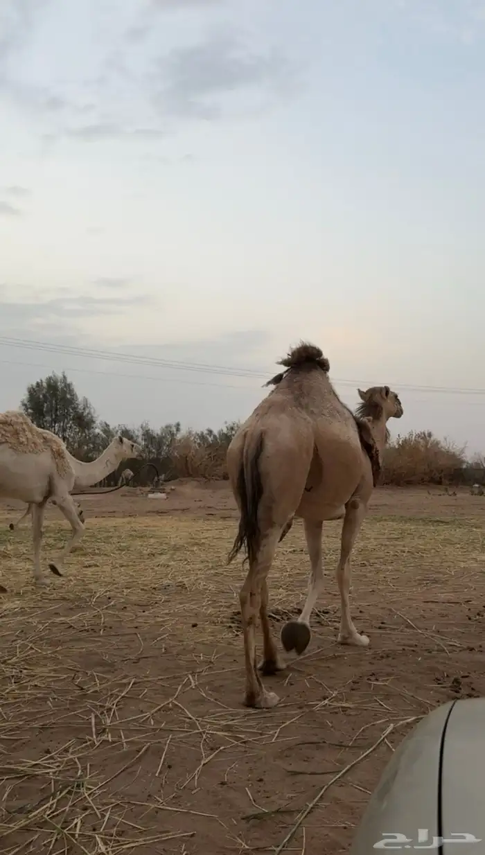 ناقه لقحه منتج 0