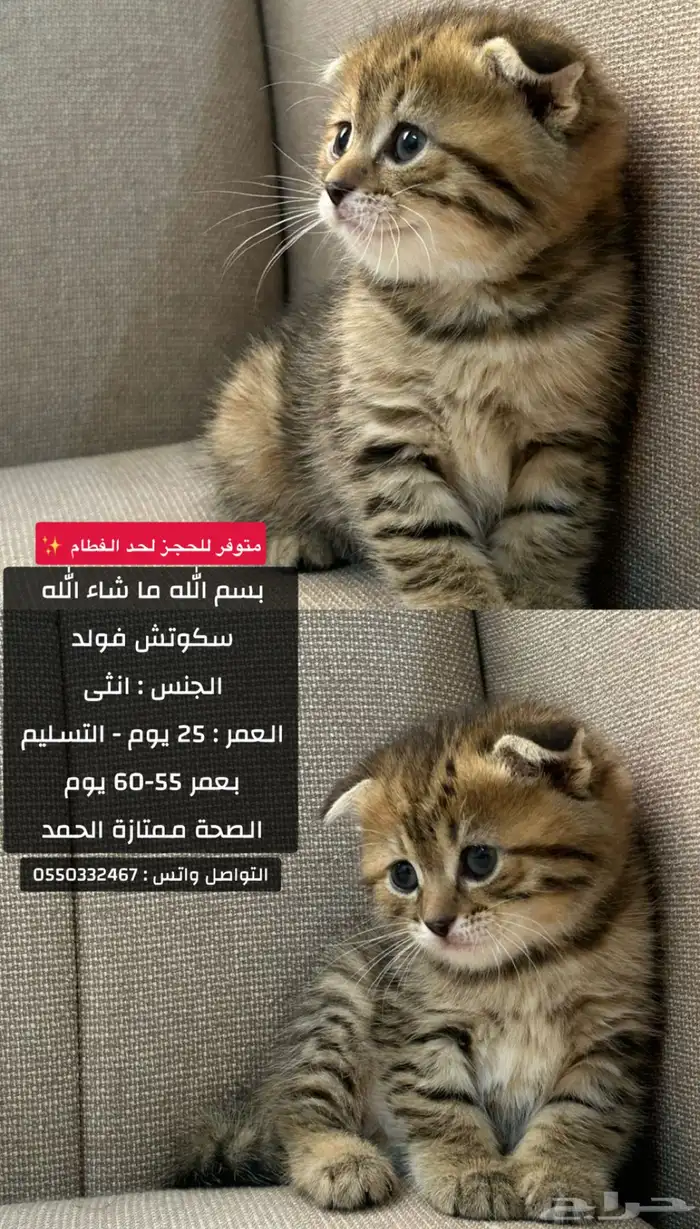 سكوتش 0