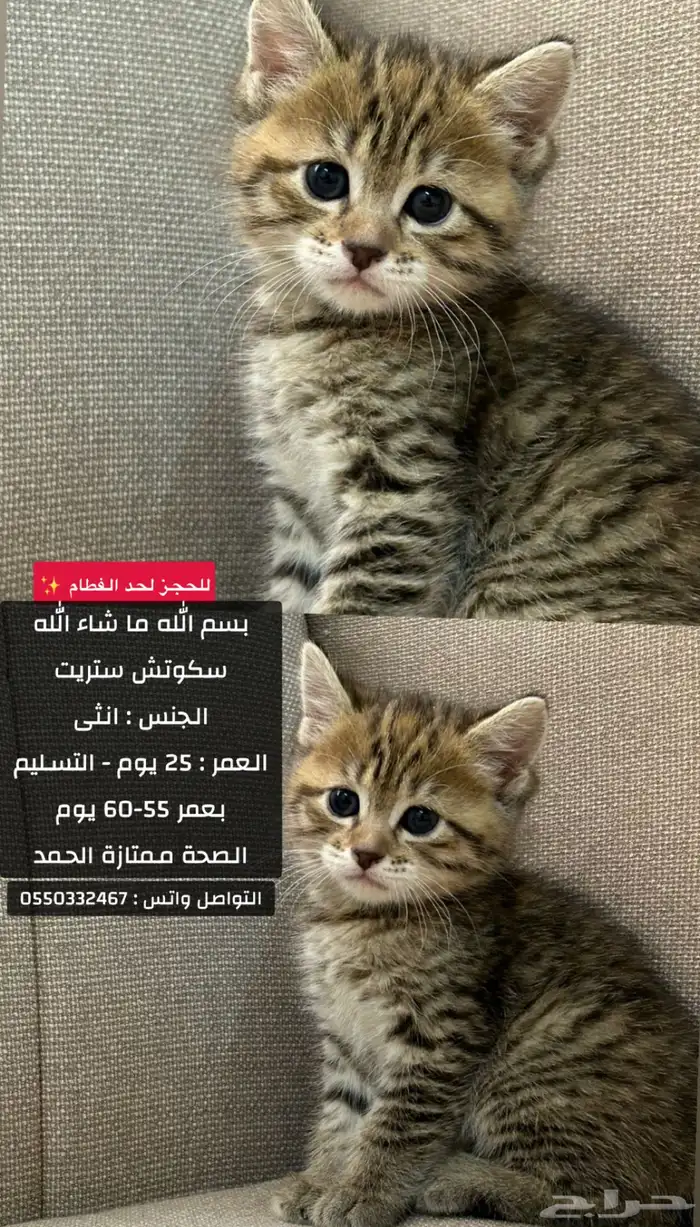 سكوتش 1