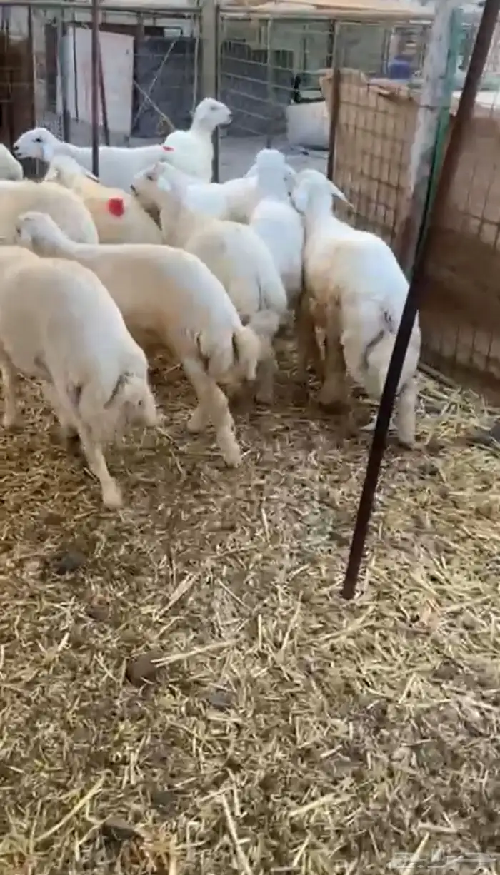 طليان حريه 0