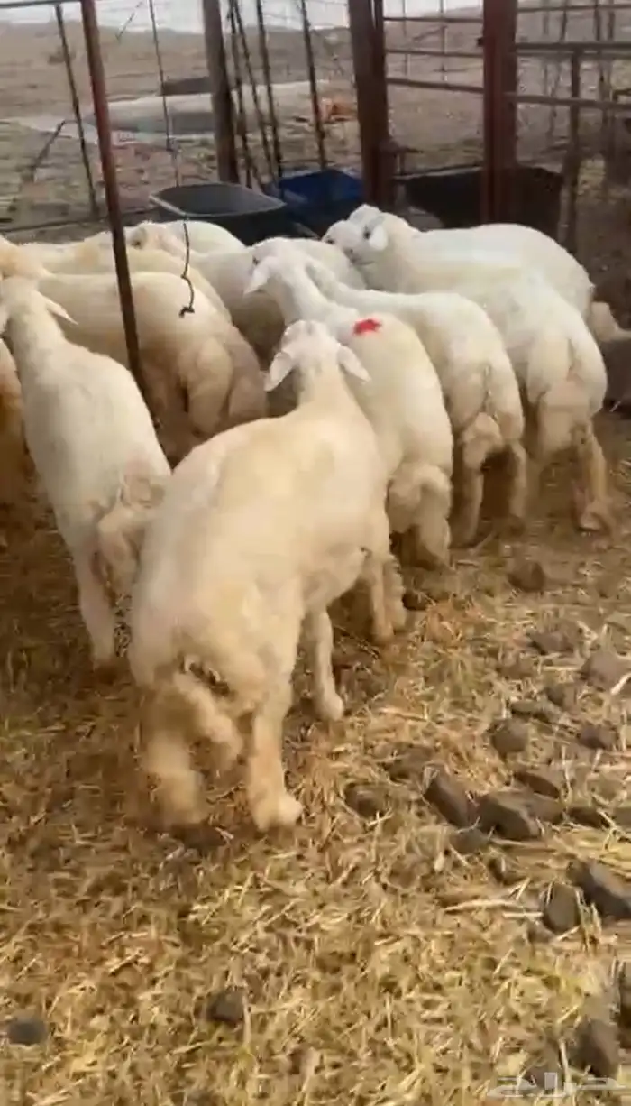 طليان حريه 3