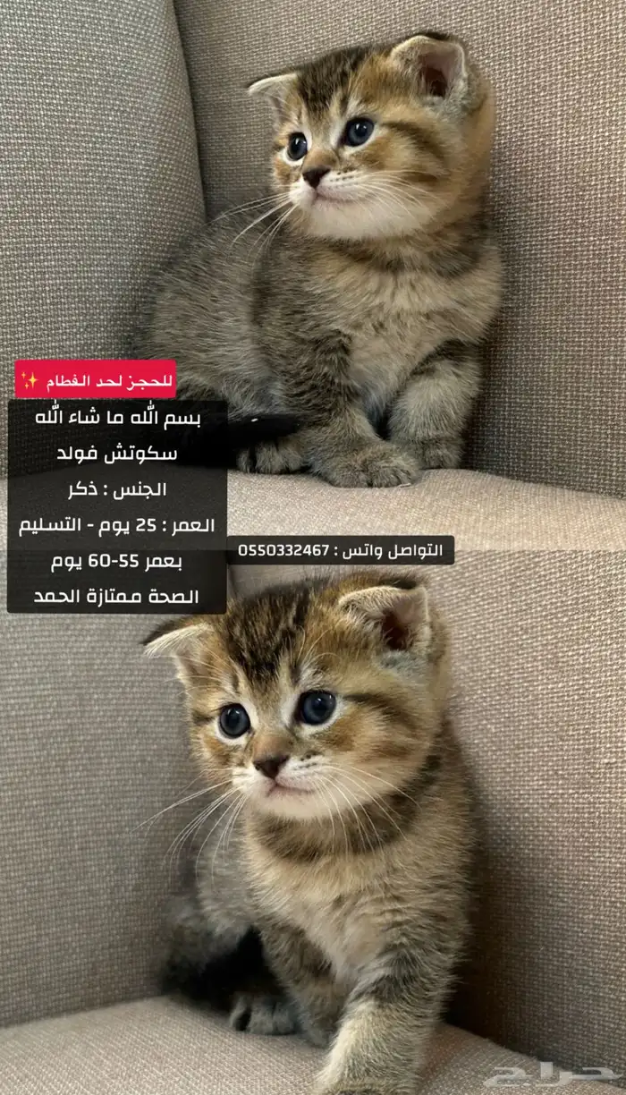 سكوتش 0