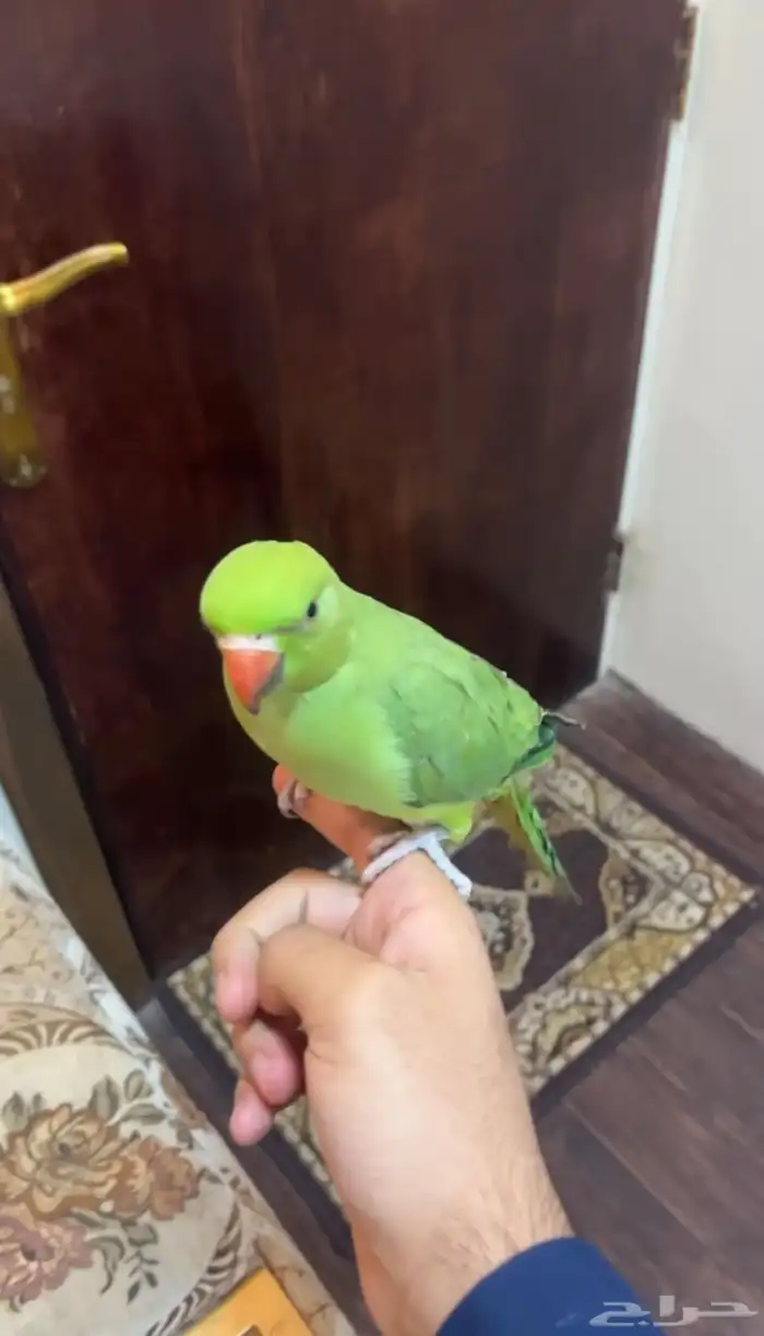 درة هندي اليف 0