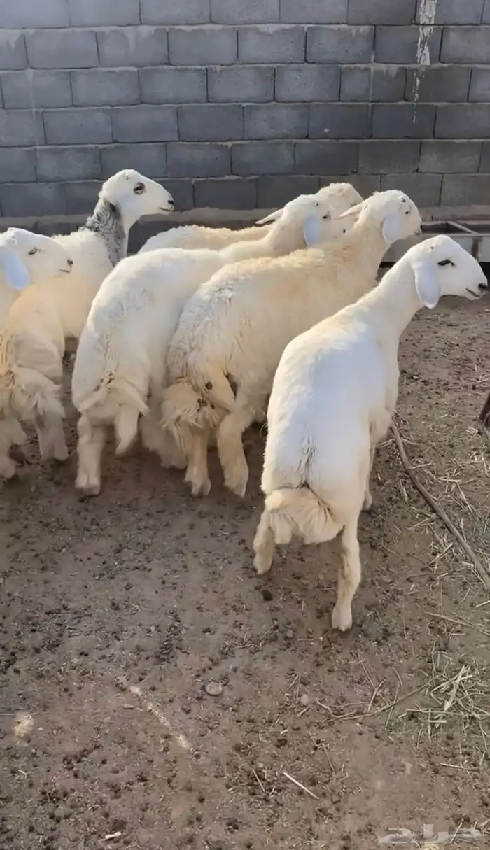 طليان حري ذبايح كفو 3