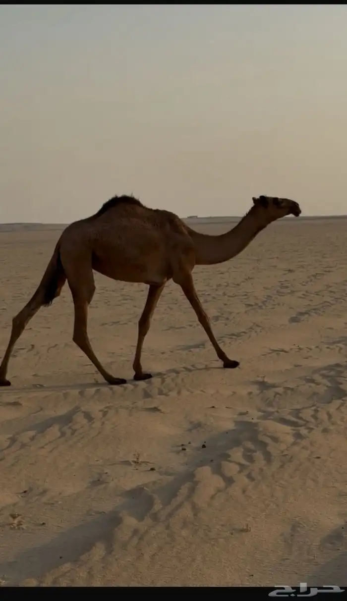 صفرا حقه 0