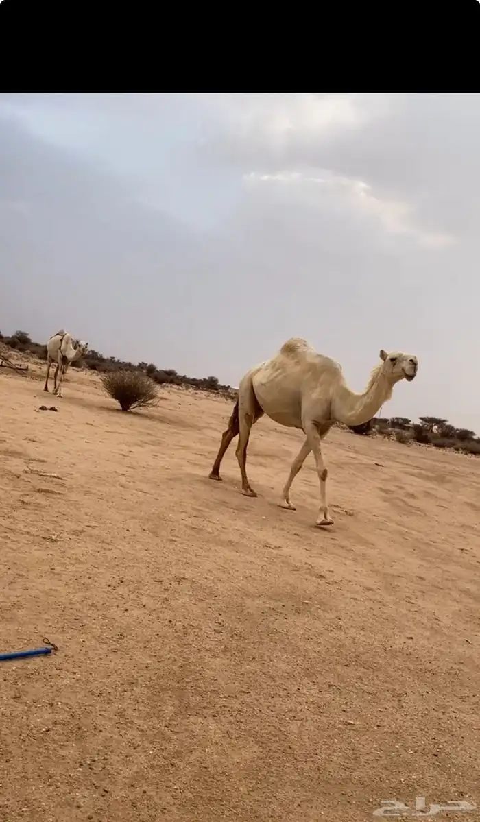 ناقه لقحه شرط 5