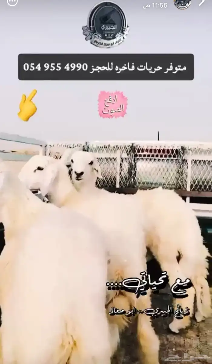 حريات مع الذبح والتغليف والتوصيل 0