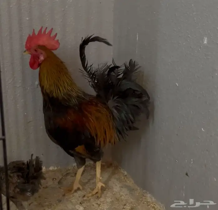 ديك عربي عمر 7 اشهر 2