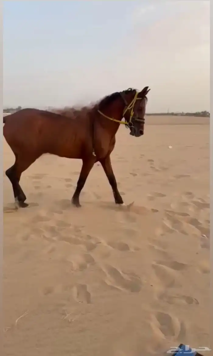 حصان شعبي 3