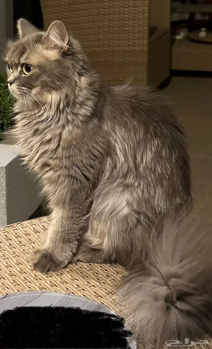 غير معقمه  عمرها 4 سنوات تقريبا 4