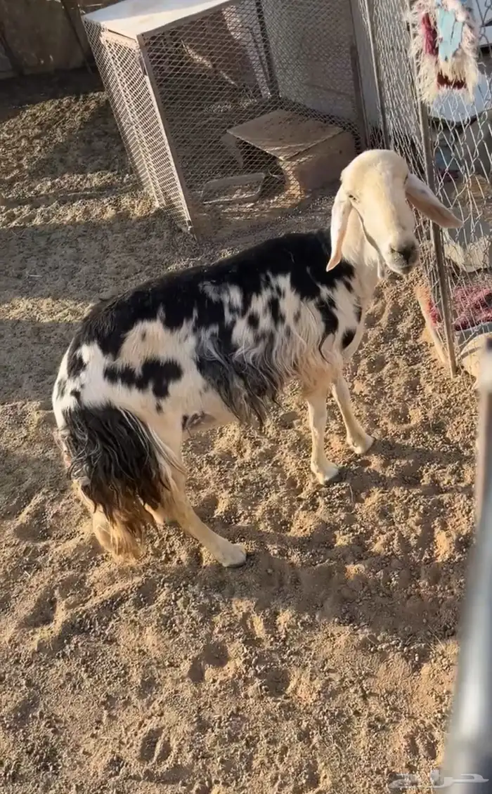 نعجه نجديه 2