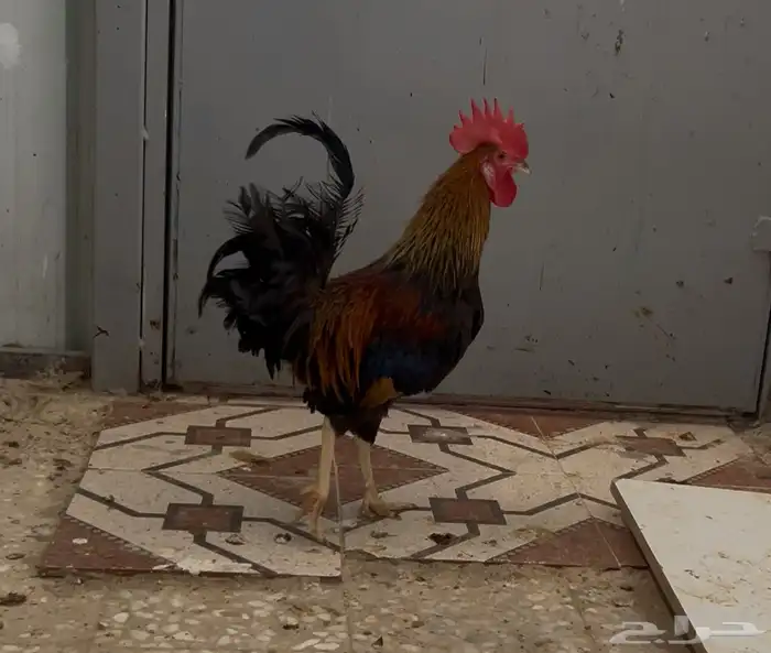 ديك عربي عمر 7 اشهر 0