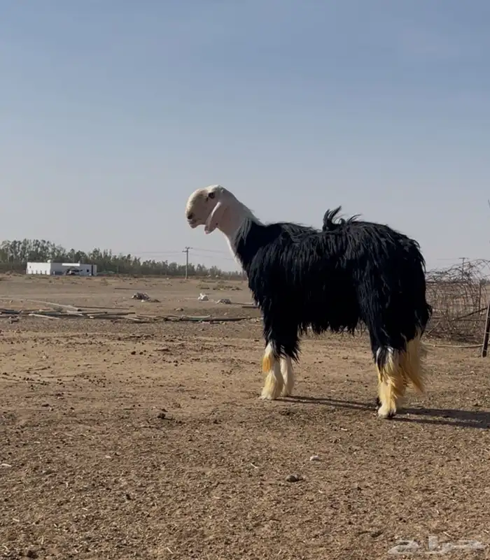 فحل نجدي صنف مشروط 6