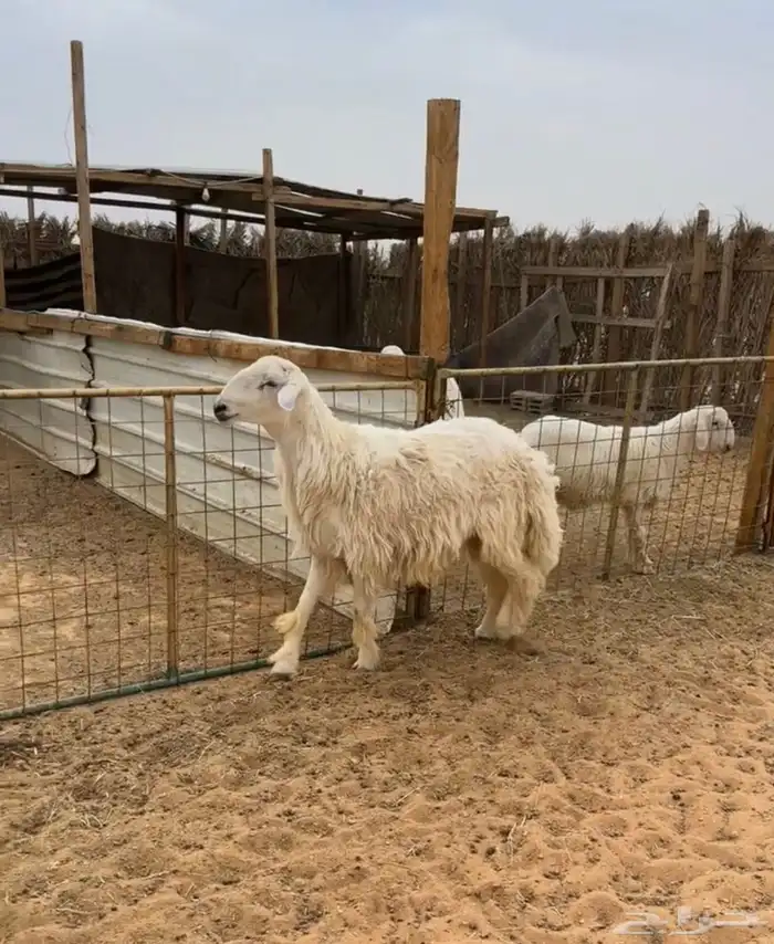 خروف حري ثني مشروط ومشروع فحل 2