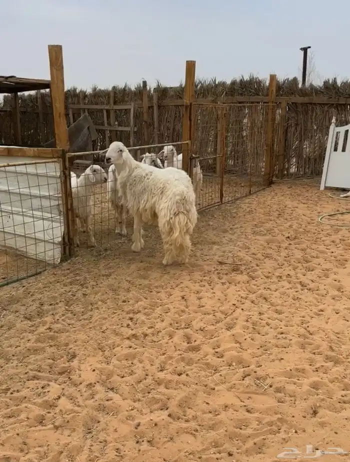 خروف حري ثني مشروط ومشروع فحل 1