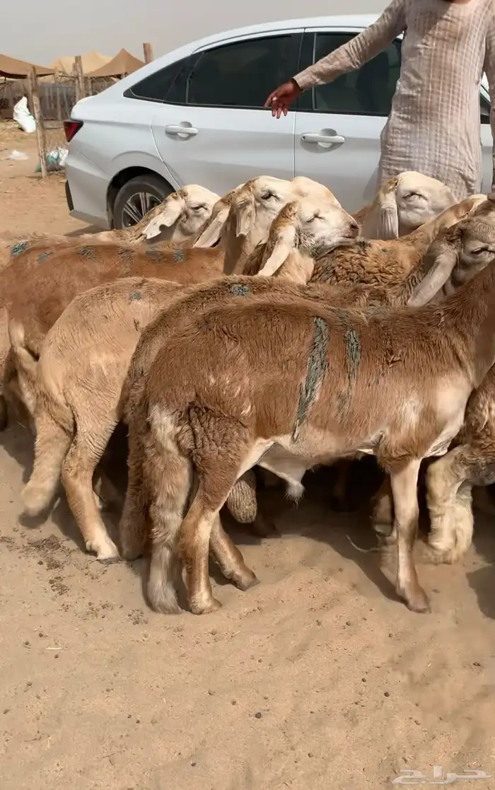 98 راس طليان سواكن مرابي 4
