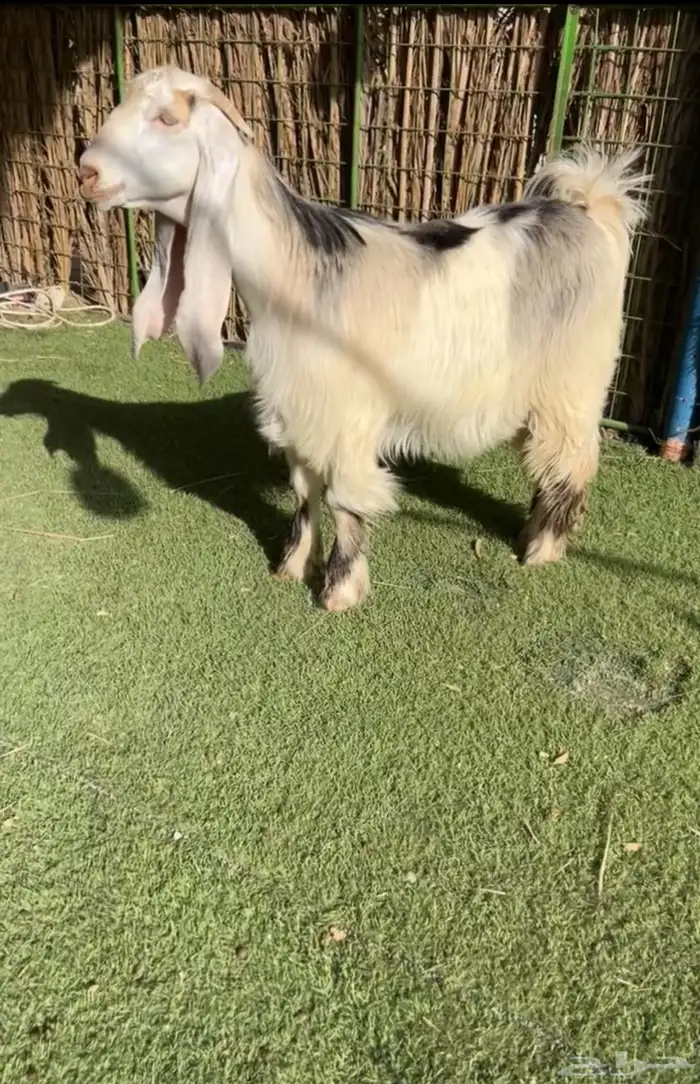 للبيع جفره عارضيه كفو تم البيع 0