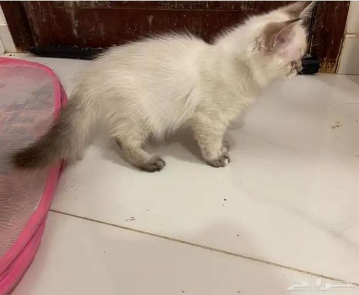 قطط للتبني مقابل مبلغ رمزي 0