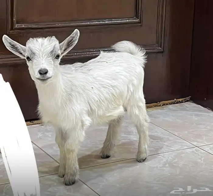 ماعز قزم 2