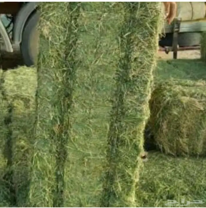 برسيم ورق وناعم 0